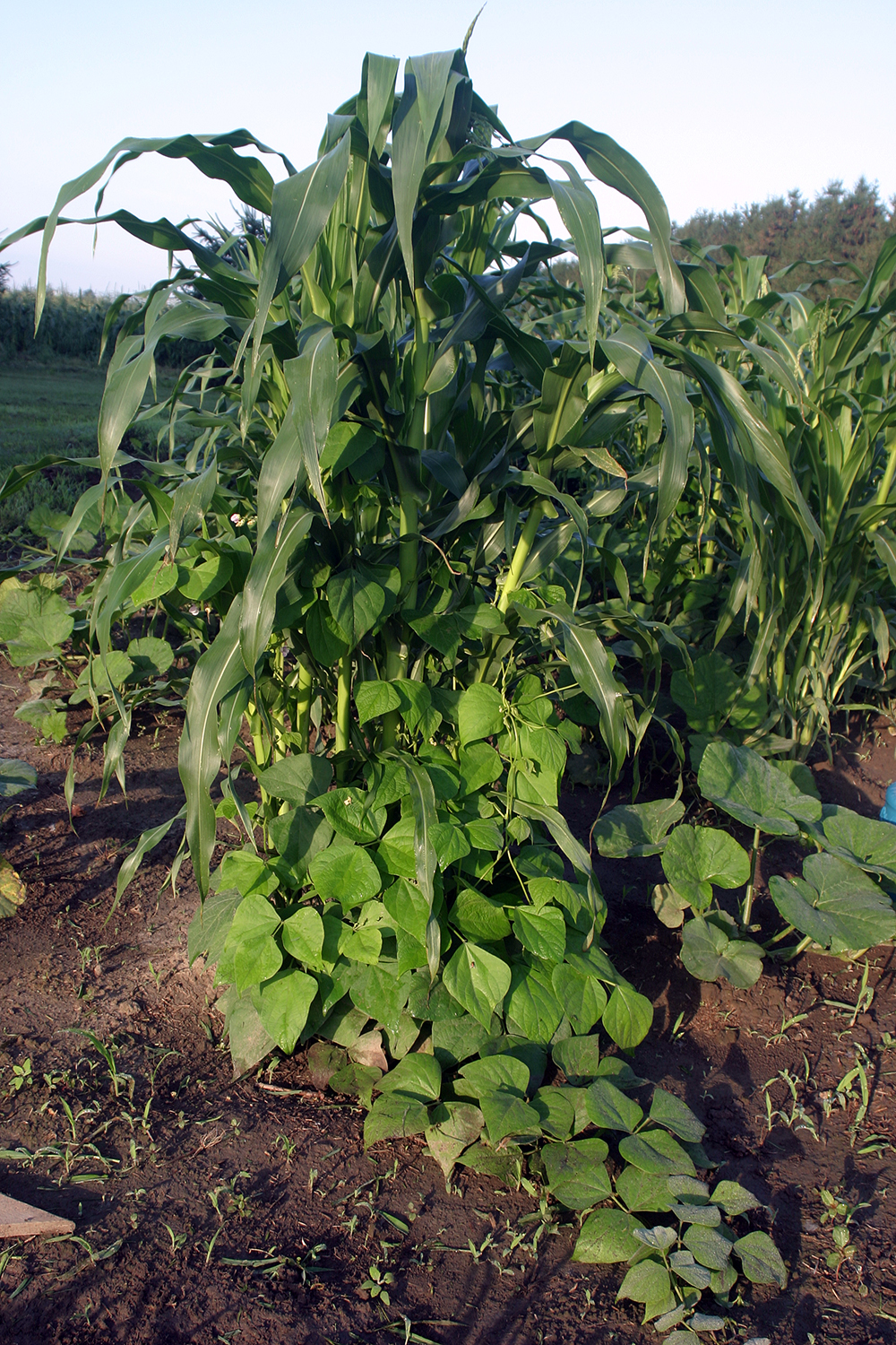 A close up of the Three Sisters gardening technique. Photo by Jake Davies