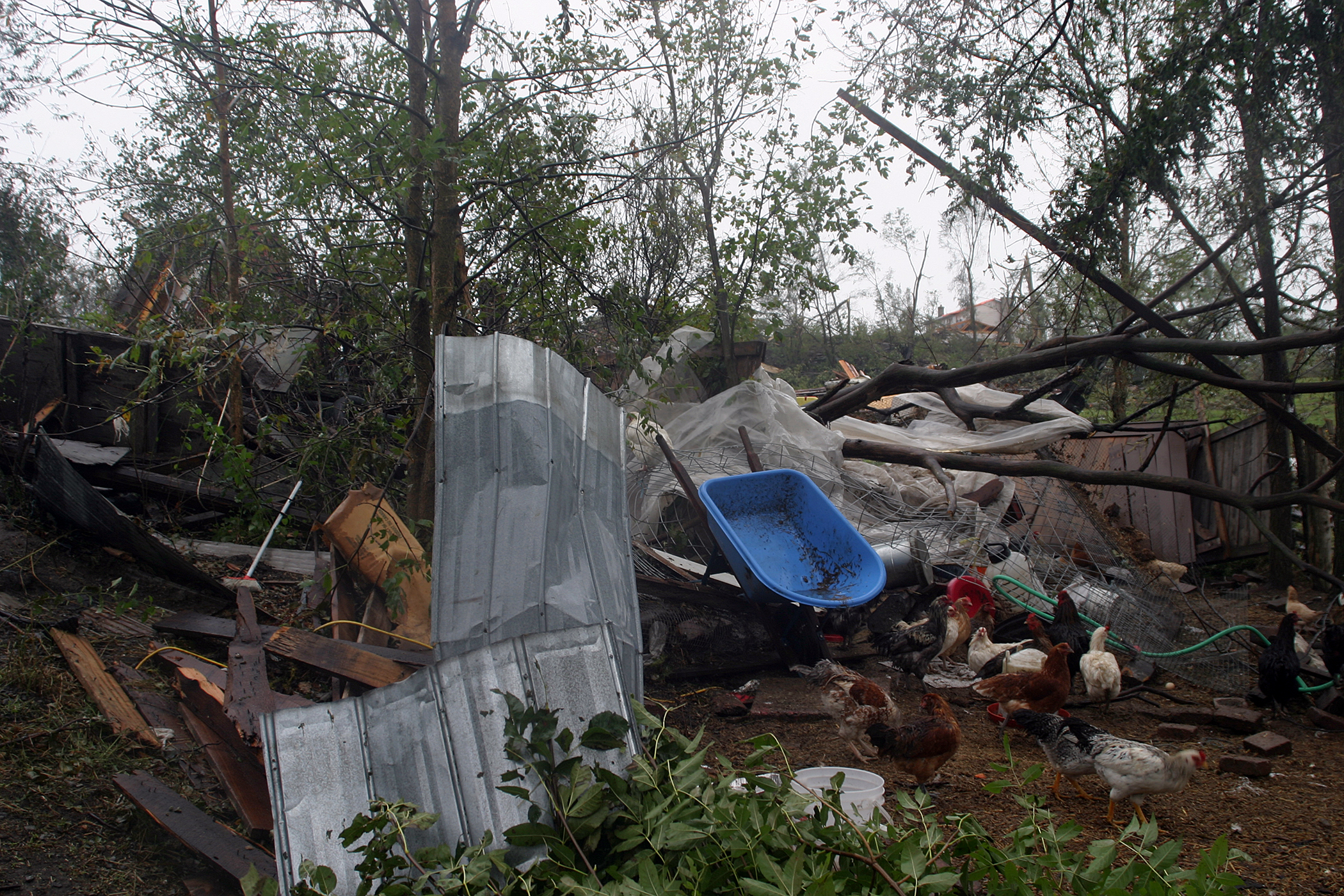 Bill Russett's chickens lost their large coop, blown about 20 yards away (top left of photo behind tree). Russett also lost his maple bush where he was a syrup hobbyiest and his own house's roof was also heavily damaged. Photo by Jake Davies