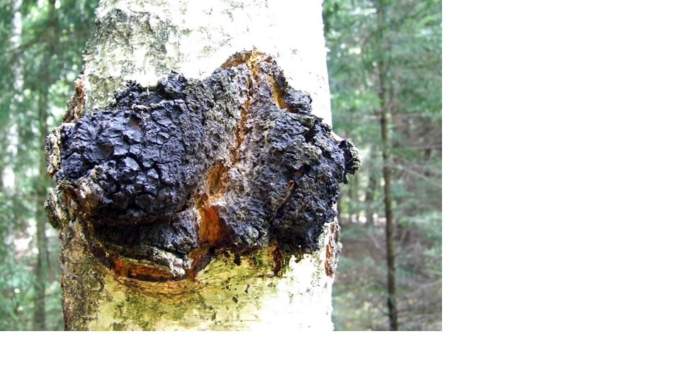 Chaga. Photo courtesy Katherine Willow