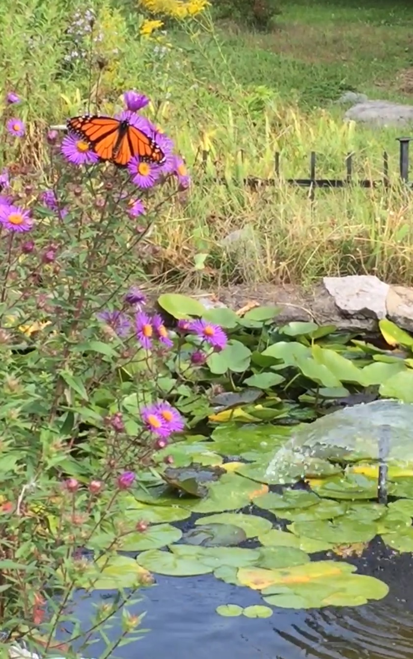 Anne Gadbois' varied garden with a focus on native species attacts all the beautiful insects. Photo by Anne Gadbois