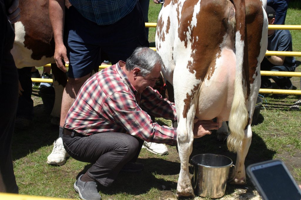 Coun. Eli El-Chantiry gave it his best shot, but couldn't defend his milking competition championship from 2018. Photo by Jake Davies