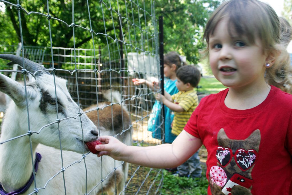 Danika Schubrink helps keep the goats happy at Limestone Acres' Farm School. Photo by Jake Davies
