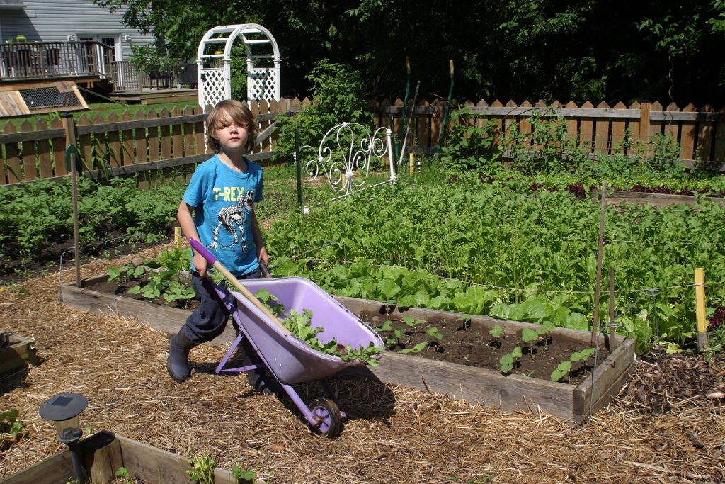  Devin Romanyk harvests some radishes from the Farm School garden. Photo by Jake Davies