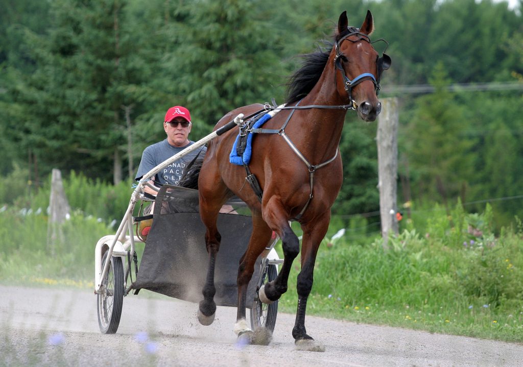 Wayne Laviolette puts Silverado through his paces at his farm July 17. Photo by Jake Davies﻿