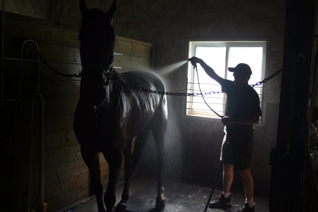 Silverado gets a bath after his Wednesday workout. Photo by Jake Davies
