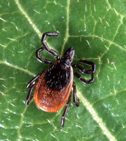 Black-legged tick. Courtesy RVCA