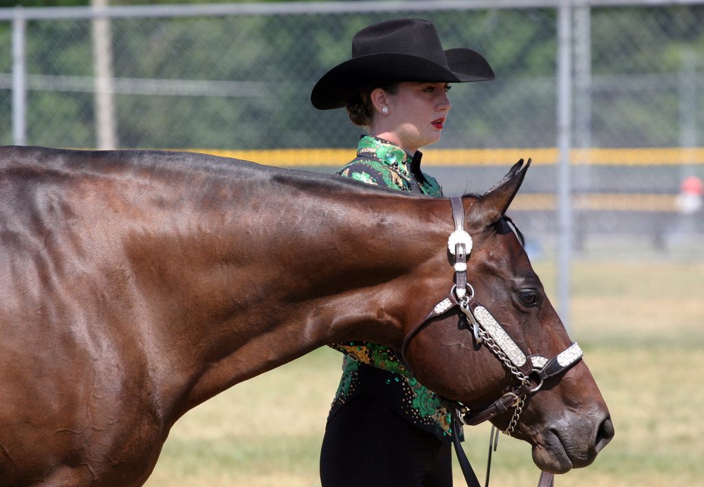 Taylor Carney and Raleigh, of Kitchener prepare for their showmanship class at the EOQHA Summer Sizzler. Photo by Jake Davies