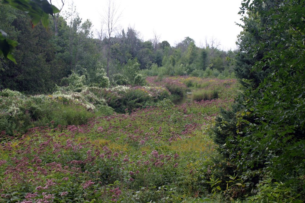 Huntley Creek is home to a  variety of flora and fauna, some considered 'at risk.' Photo by Jake Davies