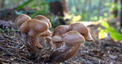 Is this mushroom safe to eat? Find out during the FCH mushroom-themed guided hike Saturday, Oct. 5. Courtesy FCH