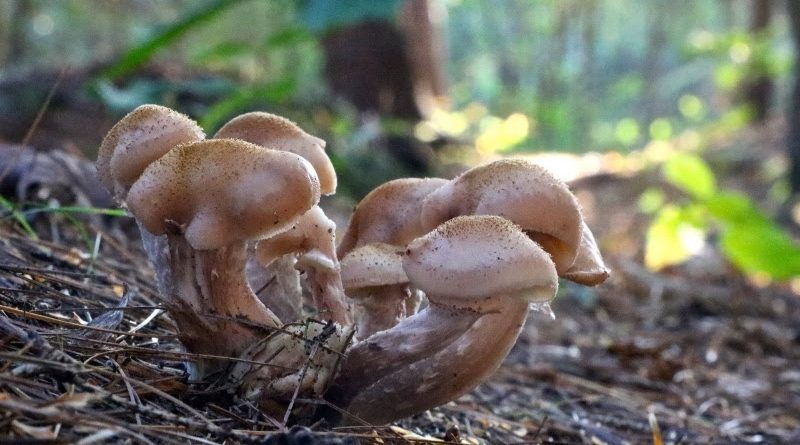 Is this mushroom safe to eat? Find out during the FCH mushroom-themed guided hike Saturday, Oct. 5. Courtesy FCH