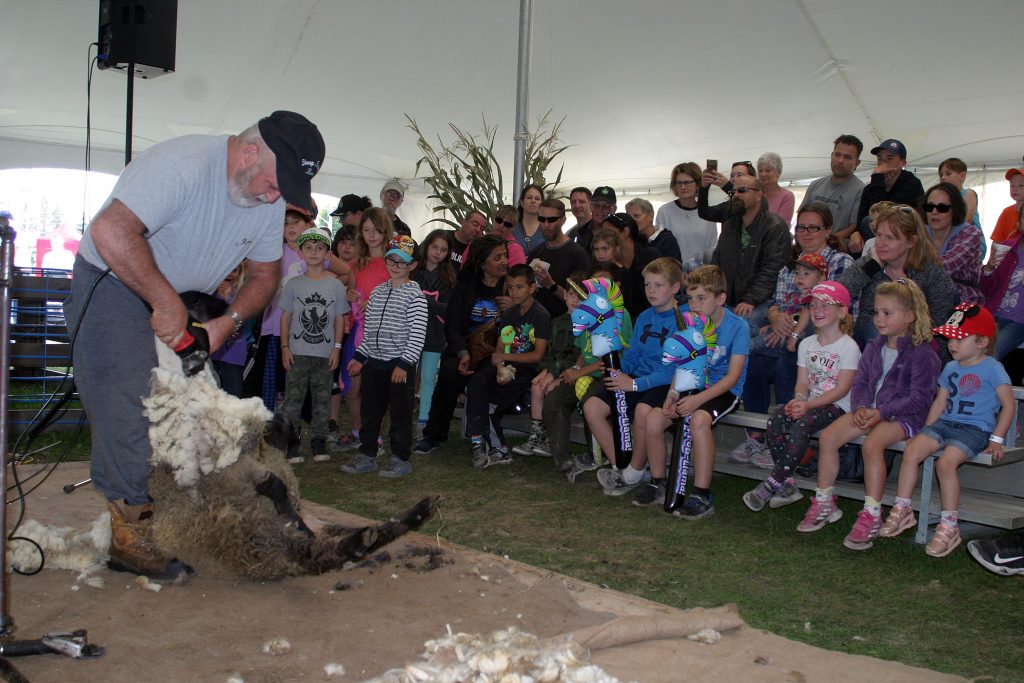 Sheep shearer Ross Creighton from Clayton showed young and old the art of the shear Friday (Sept. 27) at the Carp Fair. Photo by Jake Davies