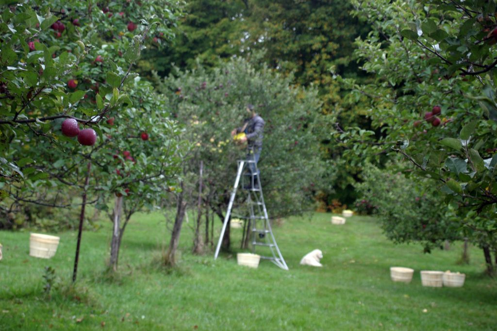 Jim Davies hand-picks apples from that will some day have the honour of becoming Farmgate Cider. Photo by Jake Davies