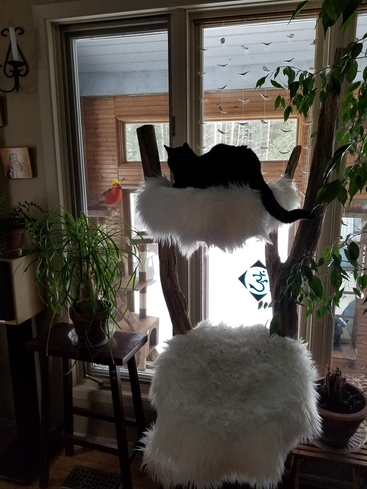 Jasper should consider re-thinking his life choices as choosing to perch atop a cat tree in a house with four cats was the smartest decision he made over the last eight day. Photo by Jo-Ann Campbell