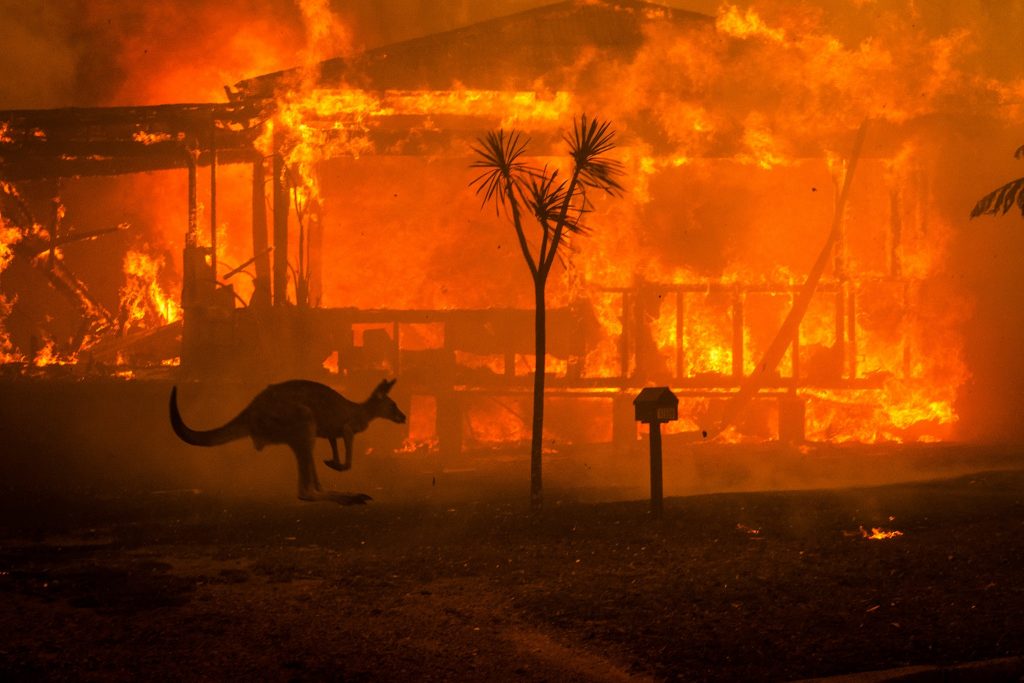 More than 23 people and one billion animals have been killed in Australia's wildfires. Photo by Matt Reeves/New York Times