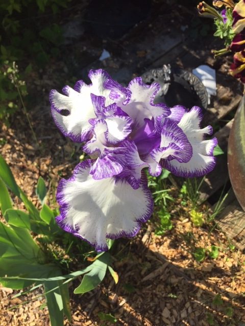 Anne's iris