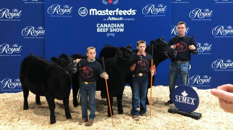 At last year's event, Kinburn's Elm Holme Cattle Company brought home two championship ribbons from The Royal. From left are Jack Findlay, Calahan Findlay and Corbin McCord at last year's event. Courtesy Abigail Argue-Findlay