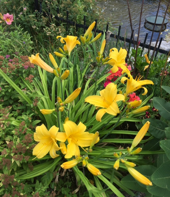 A peek inside Anne's garden. Photo by Anne Gadbois