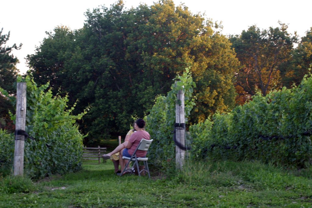 Poutine and vino in the vineyard is becoming the social event of summer during the pandemic. Photo by Jake Davies