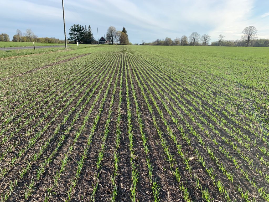 The 10-acre plot off Carp Road where the club planted its barley crop this year. Photo by Jean Sullivan