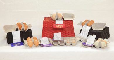 Eggs judged for the Carp Fair Showcase