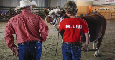 A youth participates in the Carp Fair's beef show.