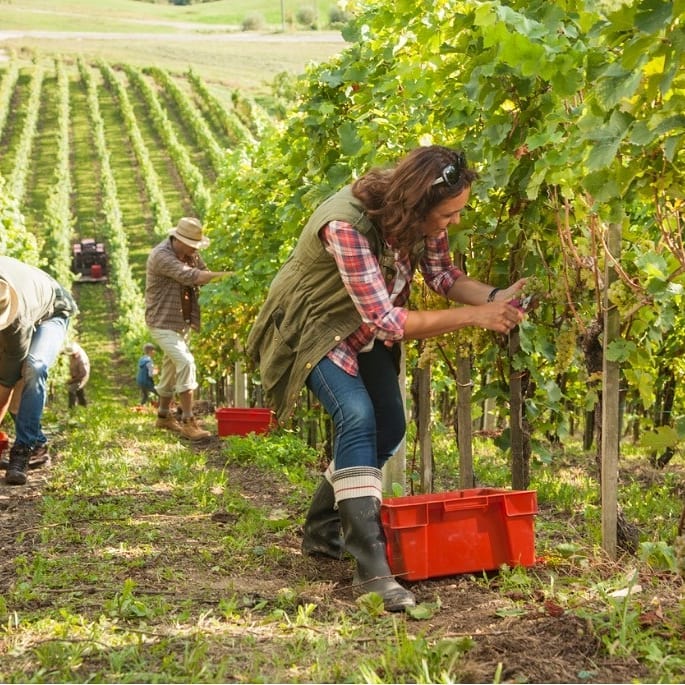 People pick grapes in a vineyard.