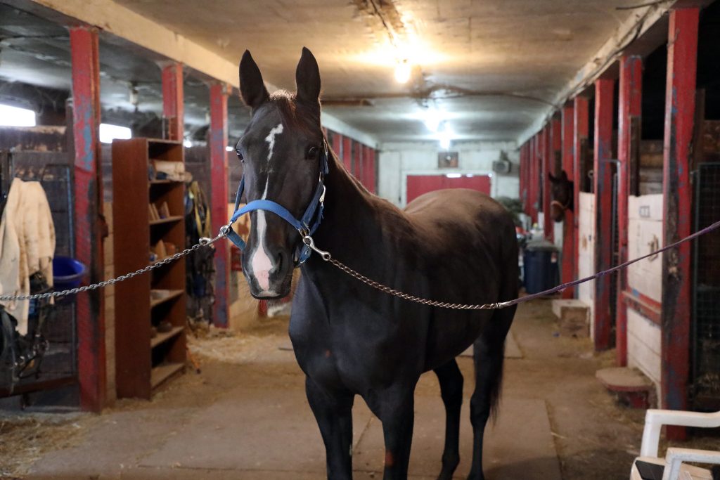 Two-year-old filly Dashing Muscle.