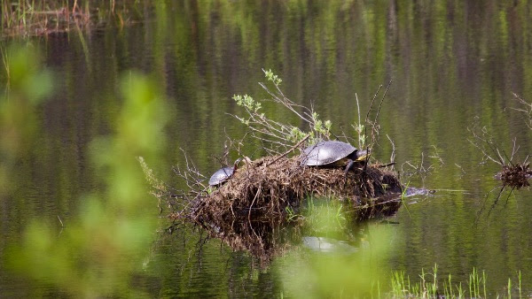 Turtles photographedi n the Carp Barrens. Courtesy the FCH
