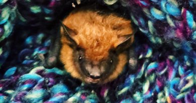 A photo of an orphaned bat.