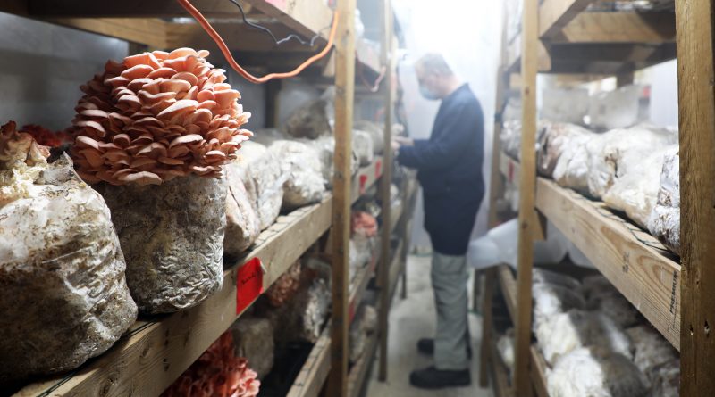 A photo of the pink oyster mushroom with John Bakker in the background.
