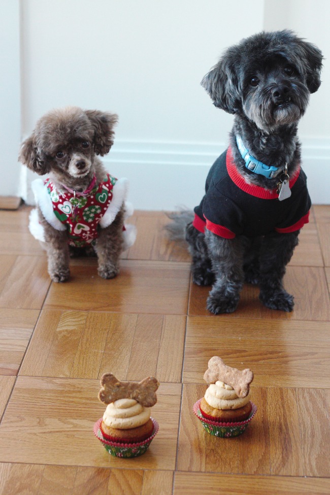 Dogs and cupcakes.