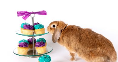 A bunny sniffing some cupcakes