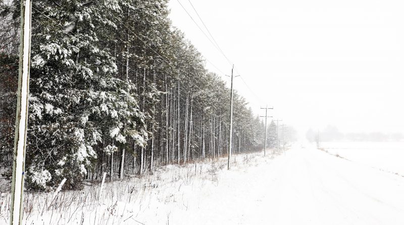 A photo of snow covered trees along Mohr's Road.