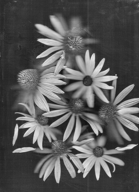 Photographer Mario Cerroni's flowers.