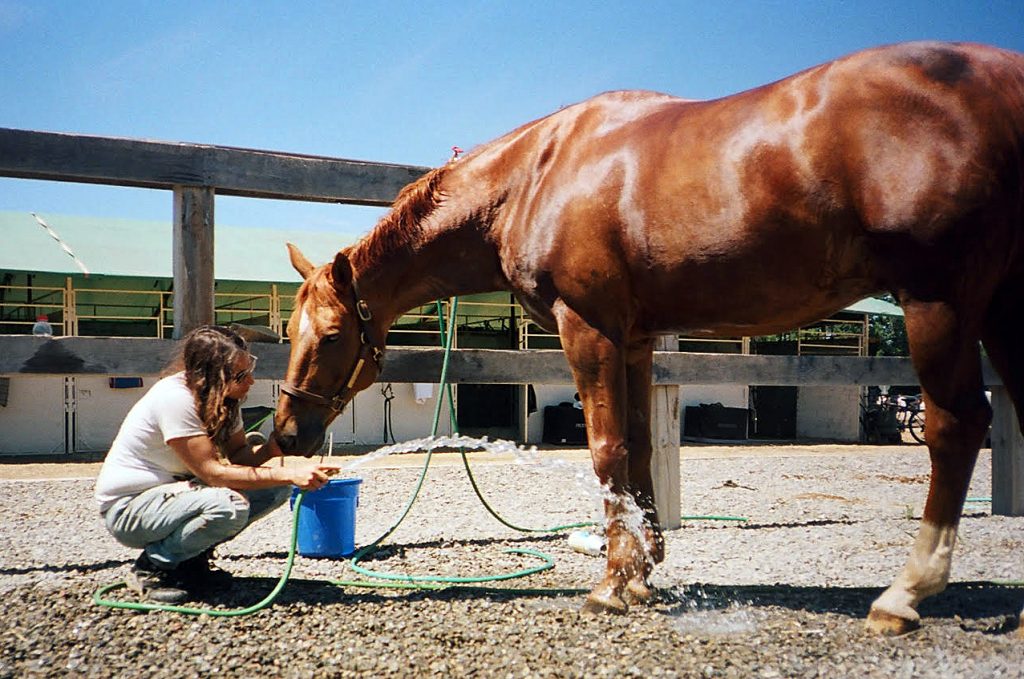 Smith gives a horse a bucket of water.