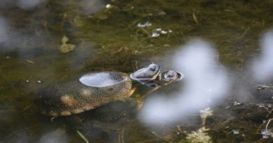 In this photo by biologist Rich Russell, two Blanding's turtles perpetuate the species at a pond near the Crazy Horse Trail. Courtesy the FCH