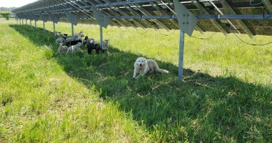 A photo of sheep grazing under solar panels.