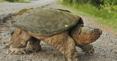 A photo of a large snapping turtle.