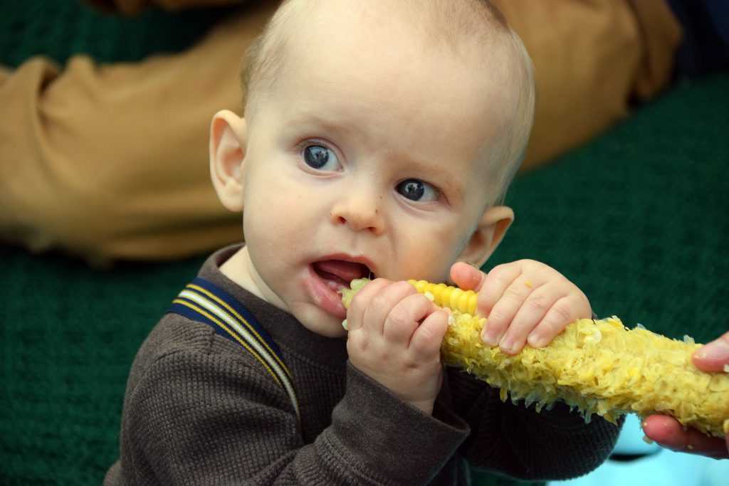 A baby eats some corn.