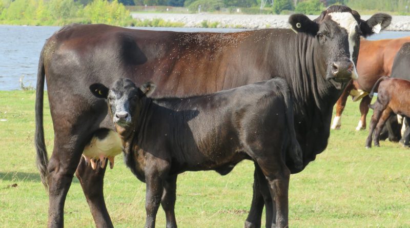 A photo of a cow and her baby.