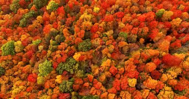A photo of trees from above.