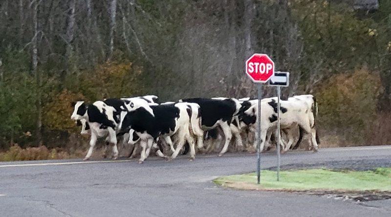 A photo of a heard of cows on Stonecrest Road.