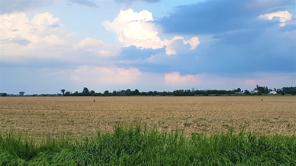 A deer in a field.