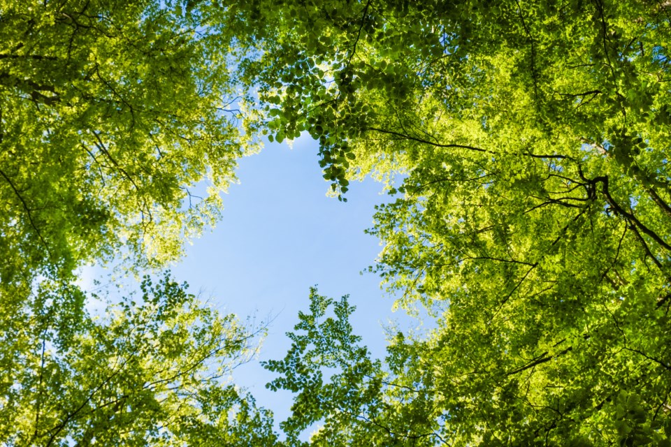 A photo of trees.