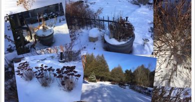 A collage of garden photos.