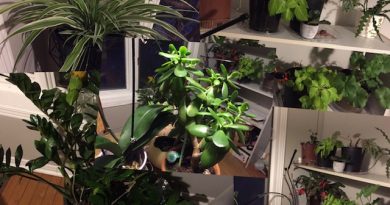 A photo of indoor plants.