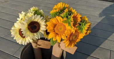 A photo of two bouquets of sunflowers.