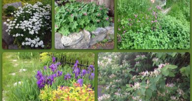 A collage of photos from Anne Gadbois' garden.