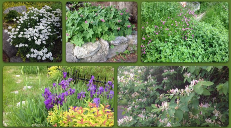 A collage of photos from Anne Gadbois' garden.