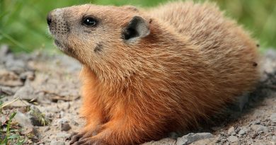 A photo of a groundhog.